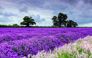 自媒体运营工资条图片，自媒体运营工作怎么样