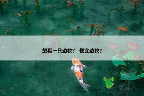 想买一只边牧？ 便宜边牧？