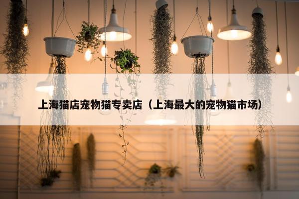 上海猫店宠物猫专卖店（上海最大的宠物猫市场）