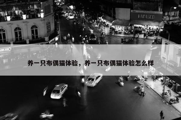 养一只布偶猫体验，养一只布偶猫体验怎么样