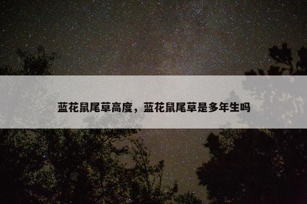 蓝花鼠尾草高度，蓝花鼠尾草是多年生吗