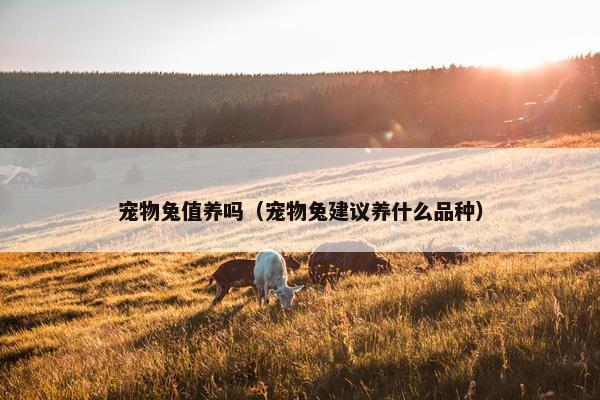 宠物兔值养吗（宠物兔建议养什么品种）