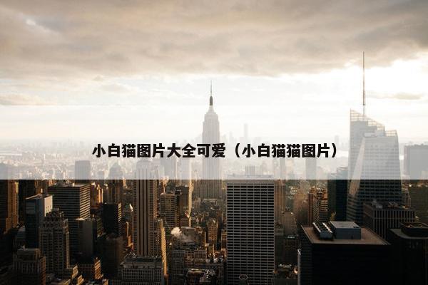 小白猫图片大全可爱（小白猫猫图片）