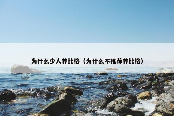 为什么少人养比格（为什么不推荐养比格）