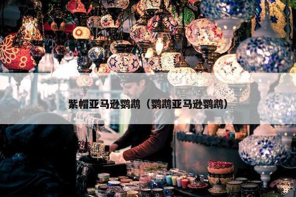 紫帽亚马逊鹦鹉（鹦鹉亚马逊鹦鹉）