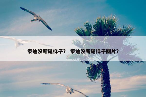 泰迪没断尾样子？ 泰迪没断尾样子图片？
