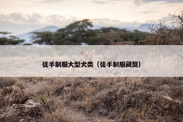 徒手制服大型犬类（徒手制服藏獒）