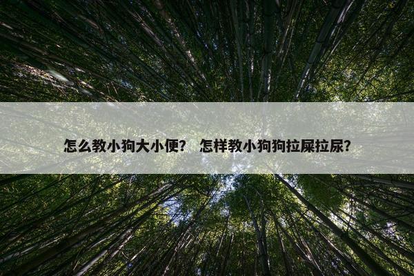 怎么教小狗大小便？ 怎样教小狗狗拉屎拉尿？