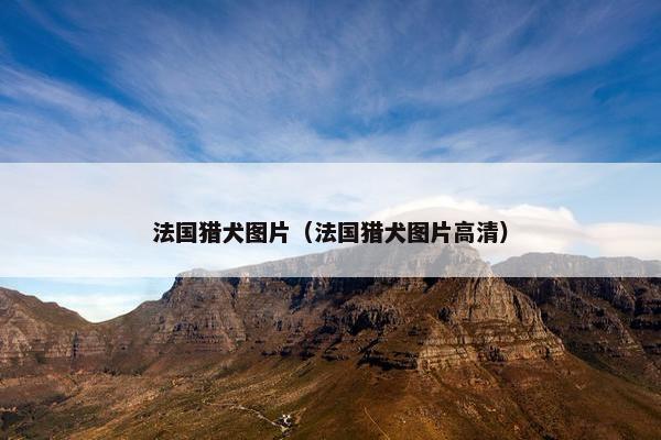 法国猎犬图片（法国猎犬图片高清）