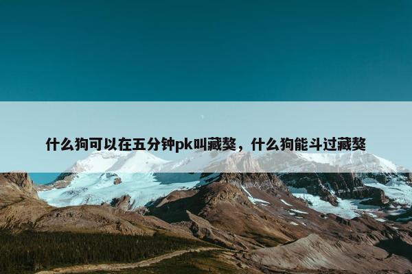 什么狗可以在五分钟pk叫藏獒，什么狗能斗过藏獒