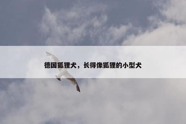 德国狐狸犬，长得像狐狸的小型犬