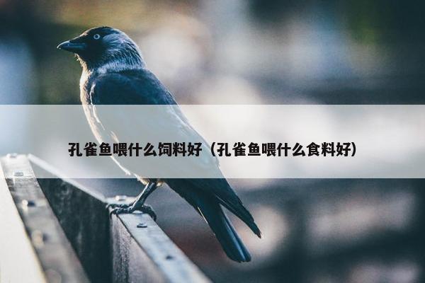 孔雀鱼喂什么饲料好（孔雀鱼喂什么食料好）