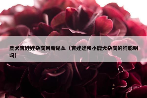 鹿犬吉娃娃杂交用断尾么（吉娃娃和小鹿犬杂交的狗聪明吗）