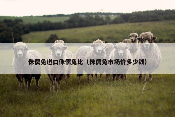 侏儒兔进口侏儒兔比（侏儒兔市场价多少钱）