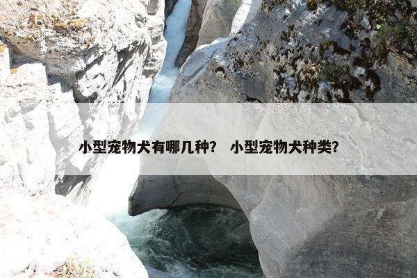小型宠物犬有哪几种？ 小型宠物犬种类？