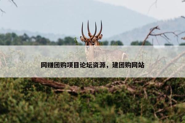 网赚团购项目论坛资源，建团购网站