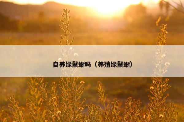 自养绿鬣蜥吗（养殖绿鬣蜥）