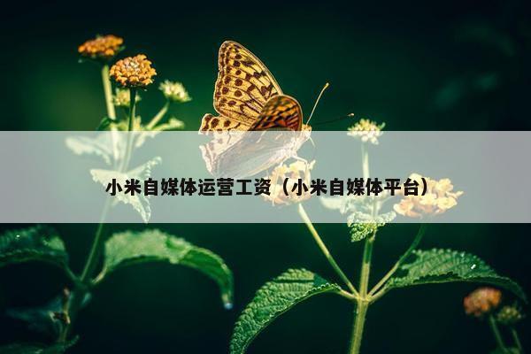小米自媒体运营工资（小米自媒体平台）