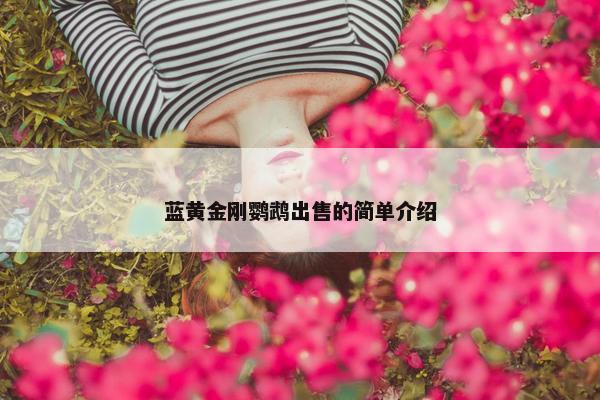 蓝黄金刚鹦鹉出售的简单介绍