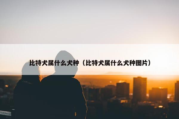 比特犬属什么犬种（比特犬属什么犬种图片）