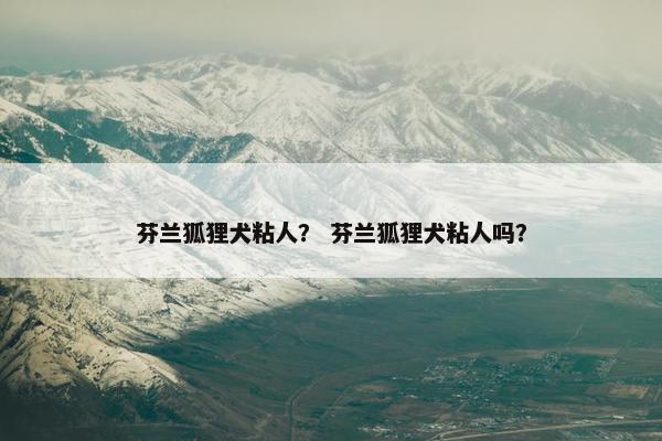 芬兰狐狸犬粘人？ 芬兰狐狸犬粘人吗？