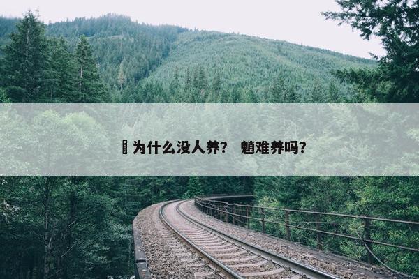 狆为什么没人养？ 魈难养吗？