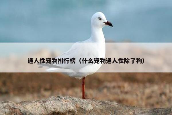 通人性宠物排行榜（什么宠物通人性除了狗）