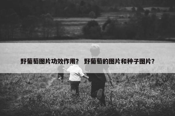 野葡萄图片功效作用？ 野葡萄的图片和种子图片？