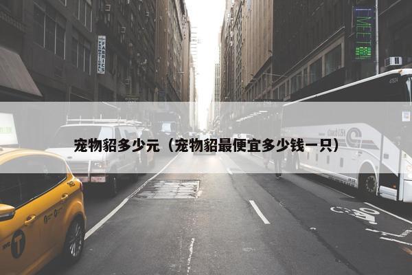 宠物貂多少元（宠物貂最便宜多少钱一只）