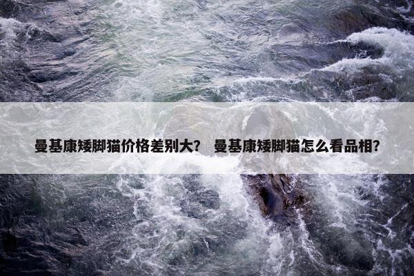 曼基康矮脚猫价格差别大？ 曼基康矮脚猫怎么看品相？