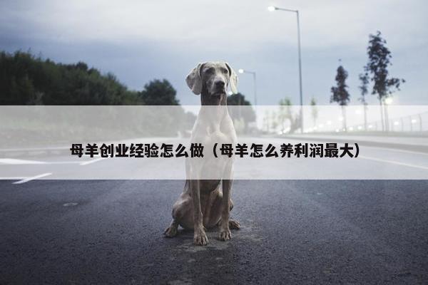 母羊创业经验怎么做（母羊怎么养利润最大）