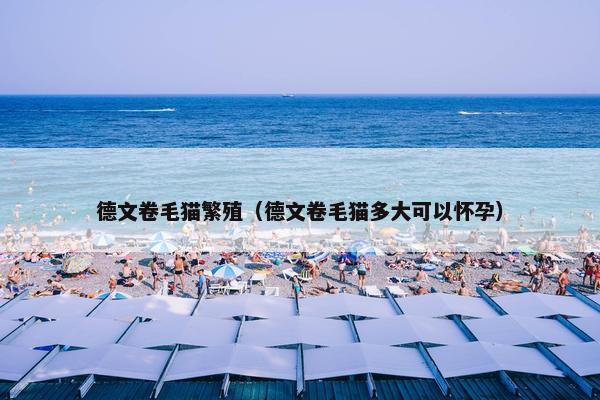 德文卷毛猫繁殖（德文卷毛猫多大可以怀孕）