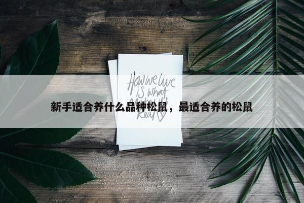 新手适合养什么品种松鼠，最适合养的松鼠