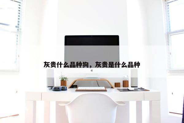 灰贵什么品种狗，灰贵是什么品种