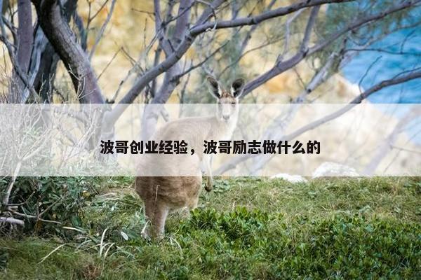 波哥创业经验，波哥励志做什么的
