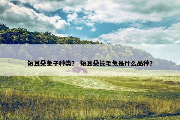 短耳朵兔子种类？ 短耳朵长毛兔是什么品种？