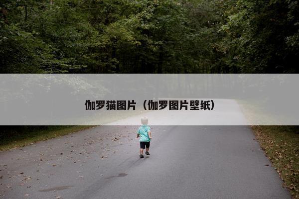 伽罗猫图片（伽罗图片壁纸）