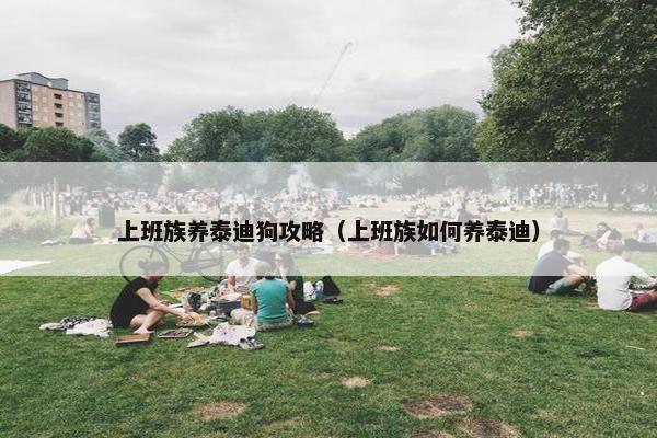 上班族养泰迪狗攻略（上班族如何养泰迪）