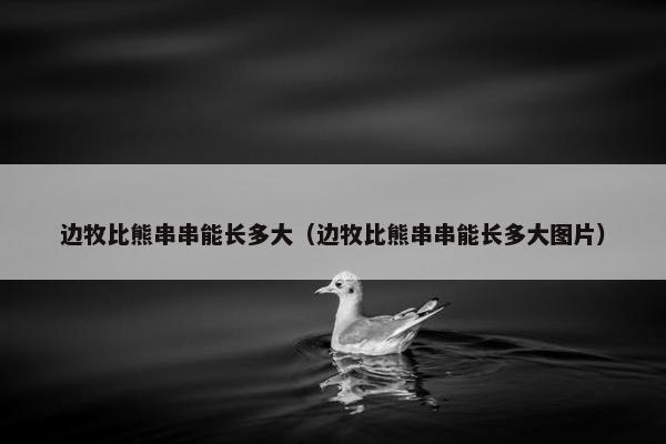 边牧比熊串串能长多大（边牧比熊串串能长多大图片）