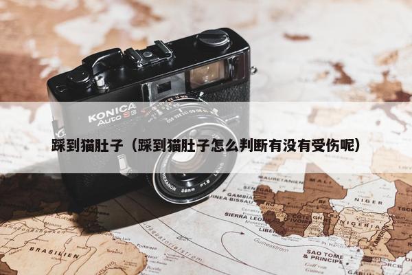 踩到猫肚子（踩到猫肚子怎么判断有没有受伤呢）
