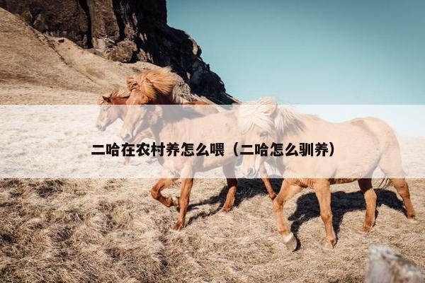 二哈在农村养怎么喂（二哈怎么驯养）