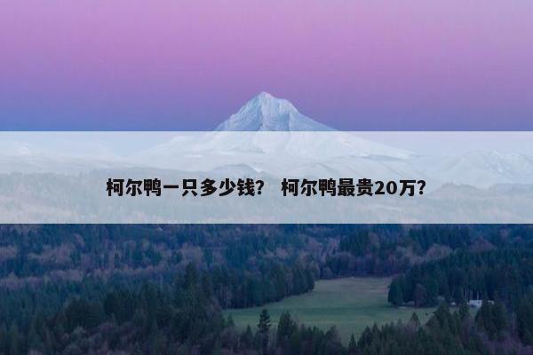 柯尔鸭一只多少钱？ 柯尔鸭最贵20万？