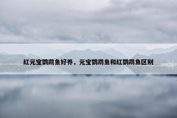 红元宝鹦鹉鱼好养，元宝鹦鹉鱼和红鹦鹉鱼区别
