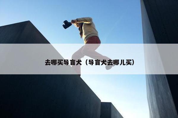 去哪买导盲犬（导盲犬去哪儿买）