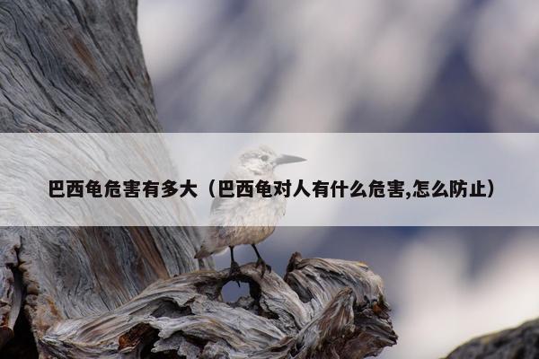 巴西龟危害有多大（巴西龟对人有什么危害,怎么防止）