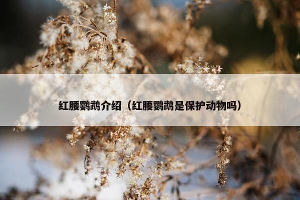 红腰鹦鹉介绍（红腰鹦鹉是保护动物吗）
