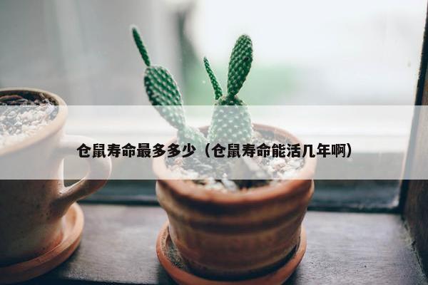 仓鼠寿命最多多少（仓鼠寿命能活几年啊）