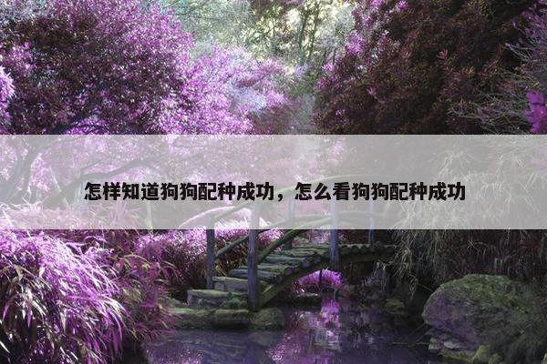 怎样知道狗狗配种成功，怎么看狗狗配种成功