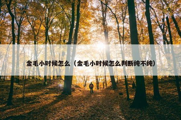 金毛小时候怎么（金毛小时候怎么判断纯不纯）