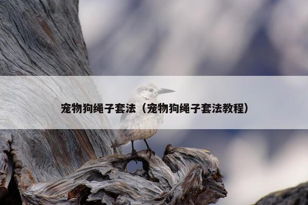 宠物狗绳子套法（宠物狗绳子套法教程）